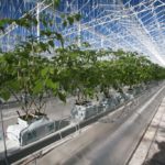 Houwelings Tomato Greenhouse