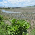 Port Everglades Wetlands Construction and Planting