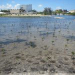 Port Everglades Wetlands Construction and Planting