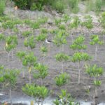 Port Everglades Wetlands Construction and Planting