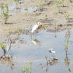 Port Everglades Wetlands Construction and Planting